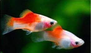 Kohaku Red Top Platy