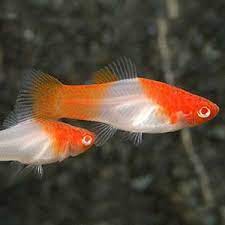 Kohaku Red Top Platy