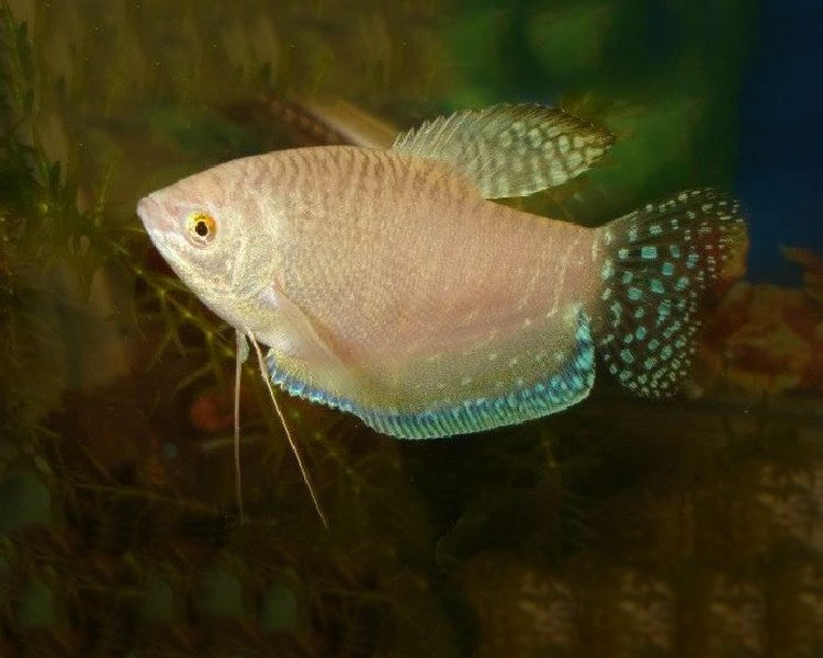 Platinum White Gourami