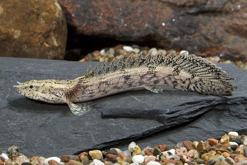 Endlicheri Bichir