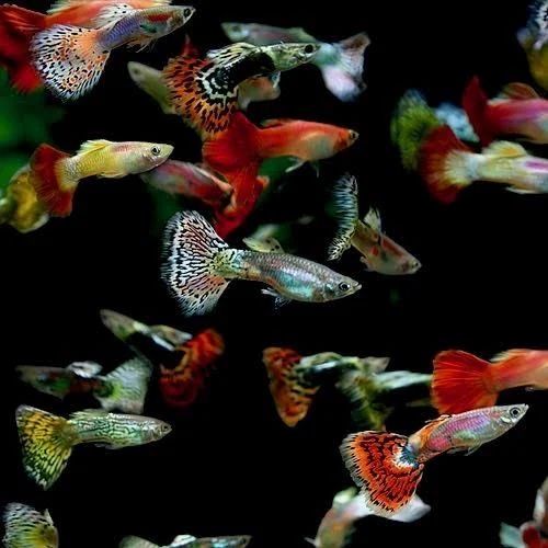 Mixed Guppy