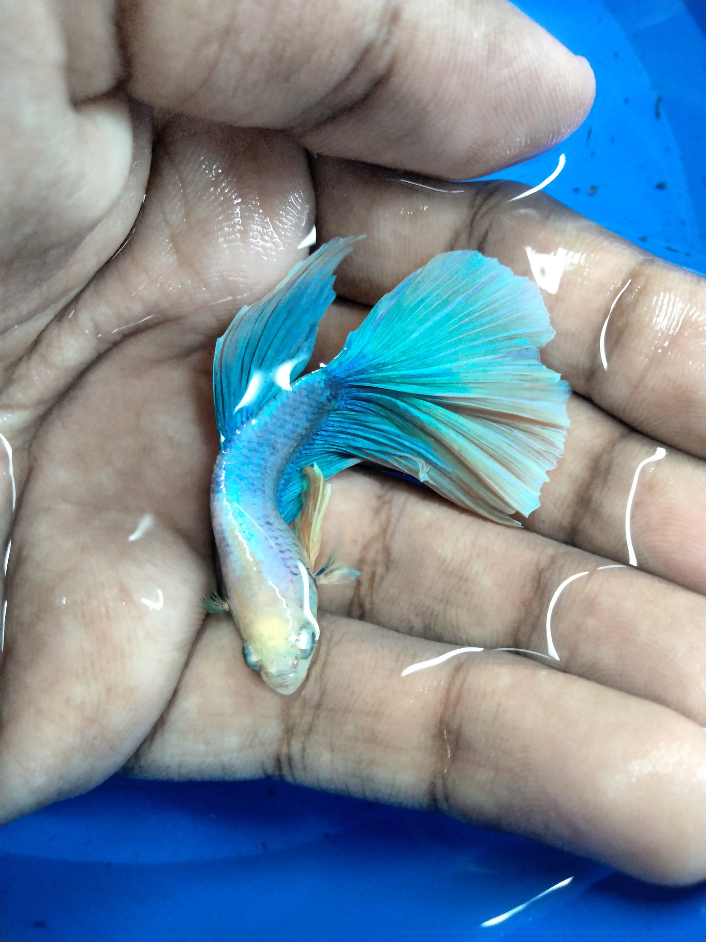 Male Betta Mix Colours