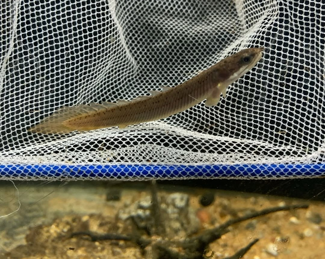 Green Senegal Bichir