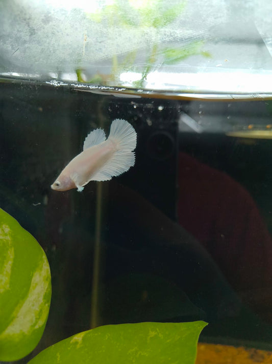 Female Betta (Mix Colours)