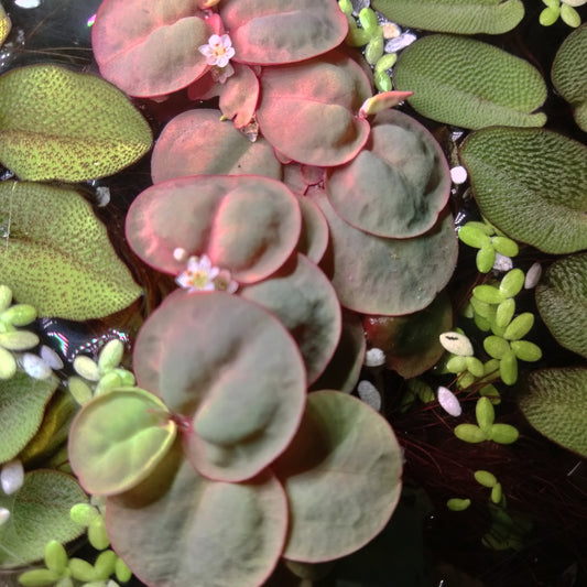 Red Root Floaters