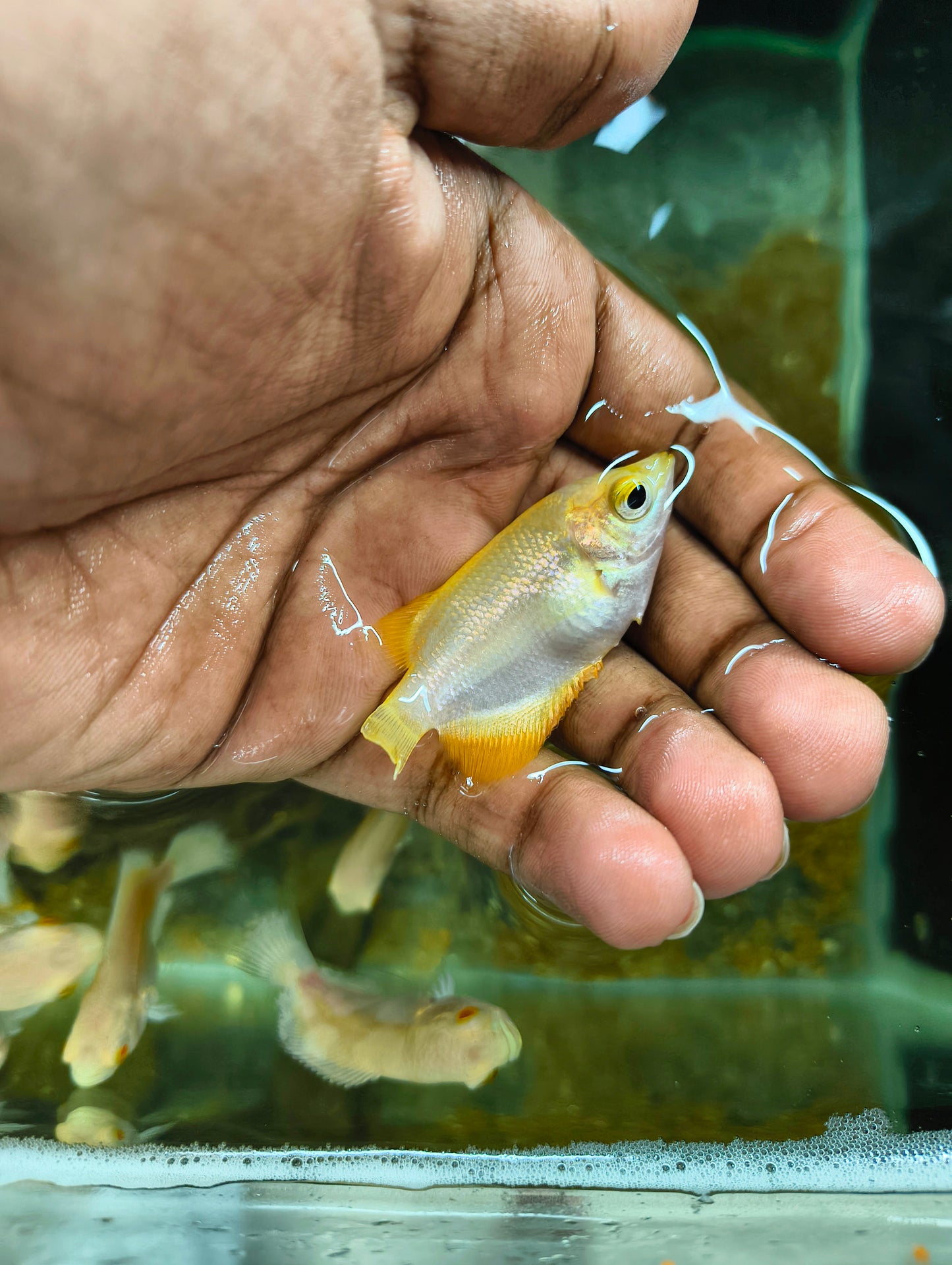 Golden Giant Gourami