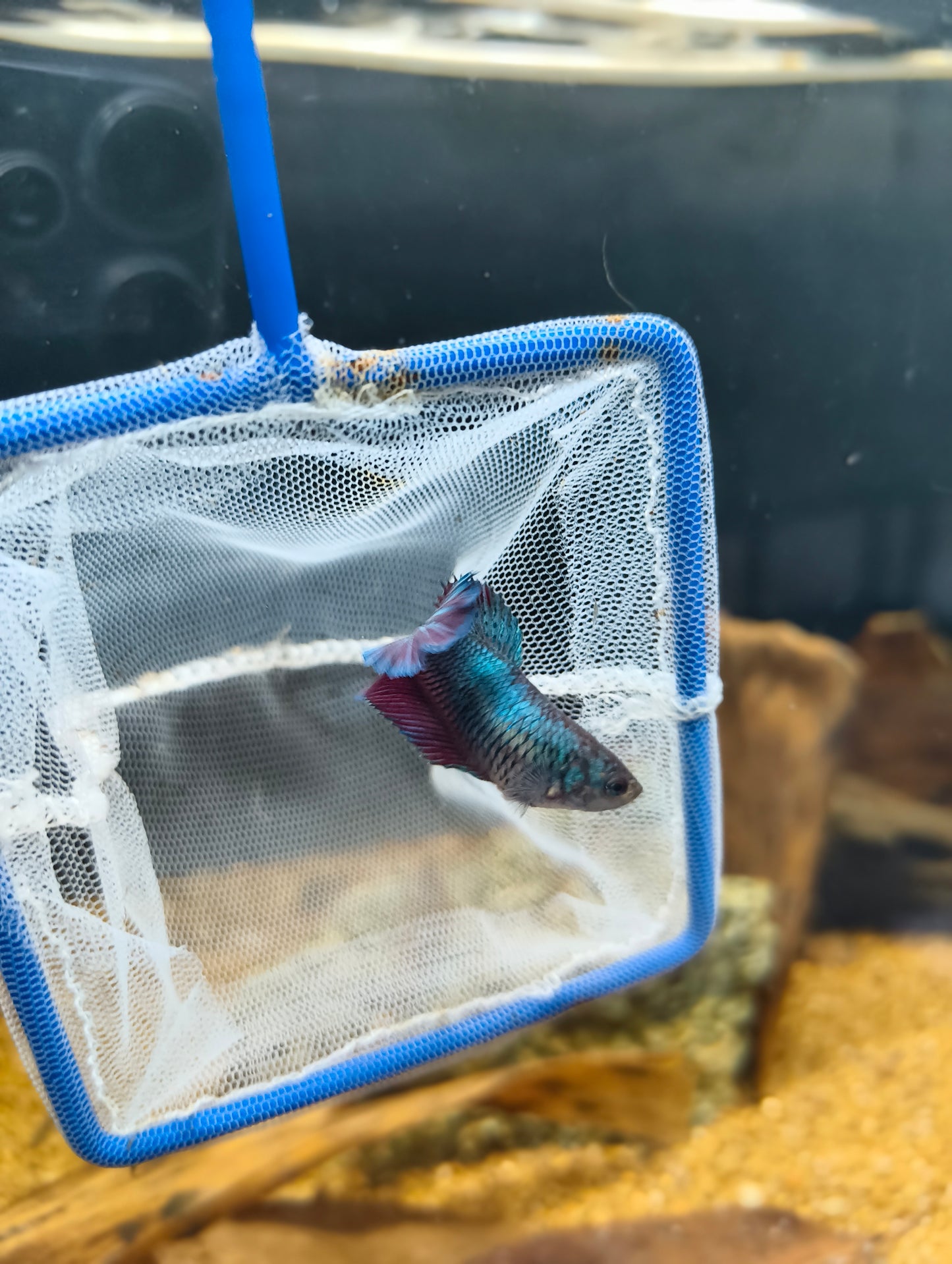 Female Betta (Mix Colours)