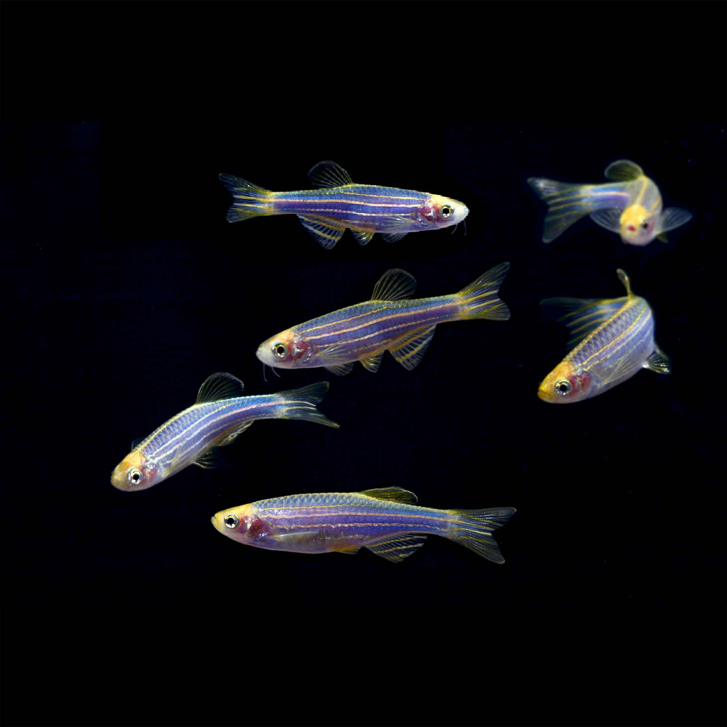 Blue Zebra Danio