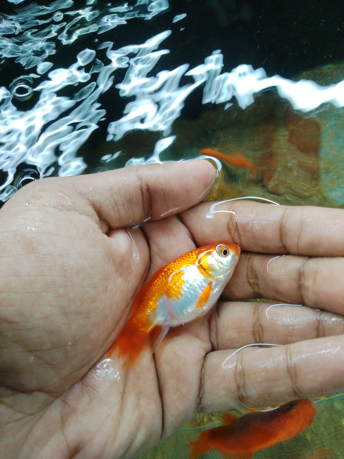 Common Goldfish