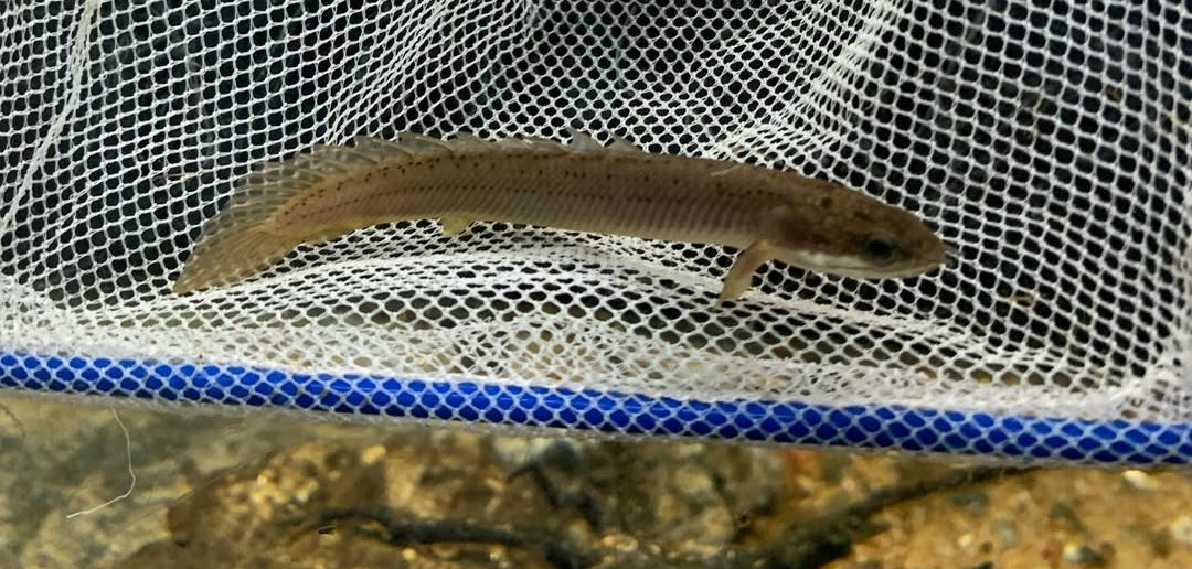 Green Senegal Bichir