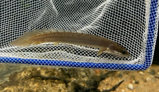 Green Senegal Bichir