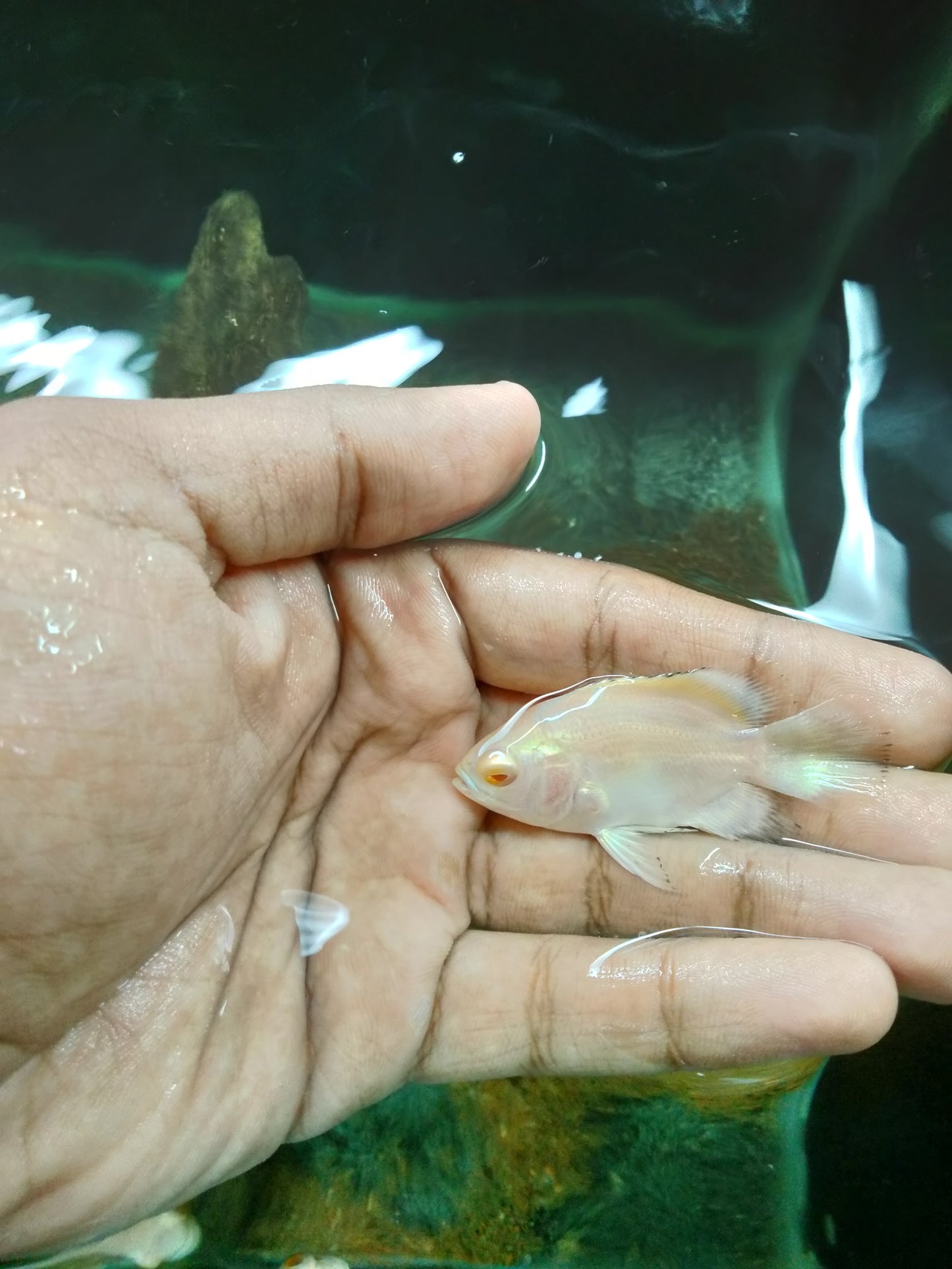 Albino Oscar