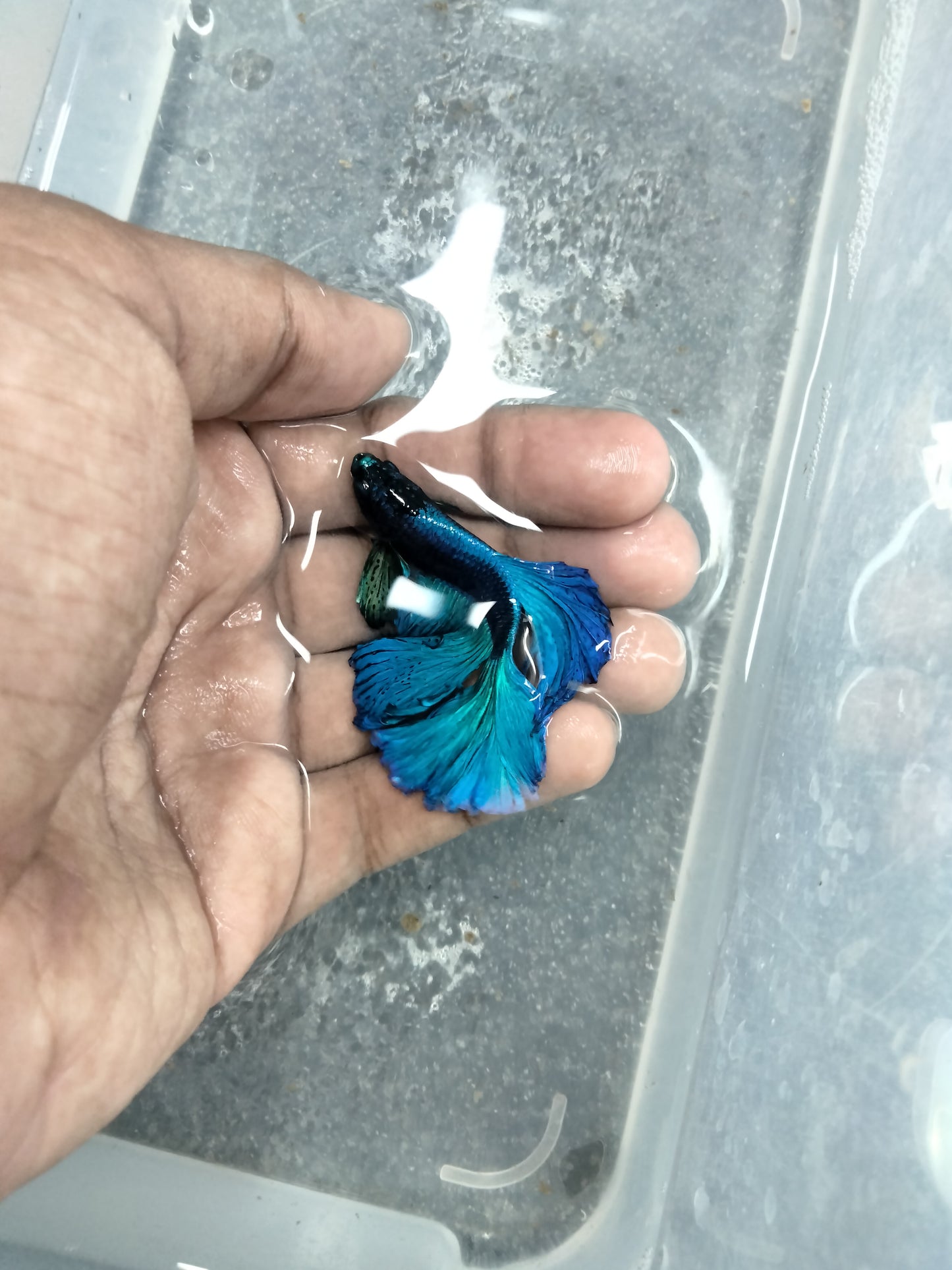 Male Betta Mix Colours