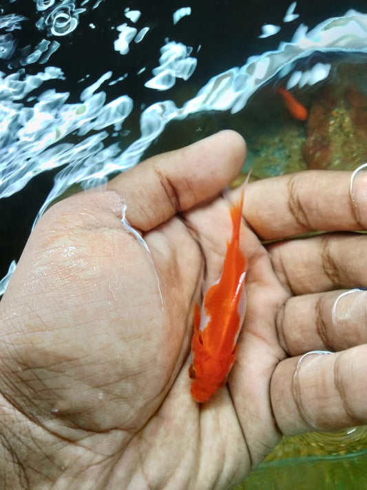 Common Goldfish