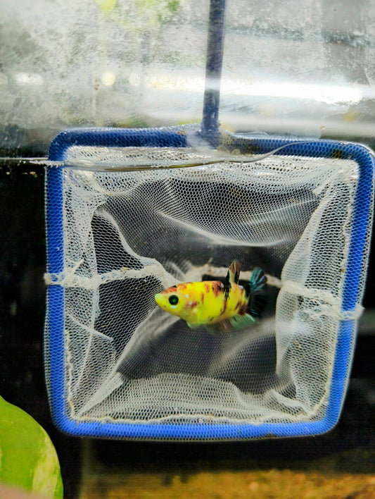 Female Neon Koi Betta
