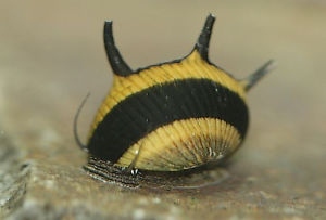 Horn Nerite Snail