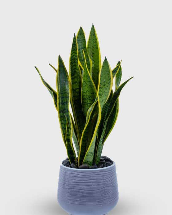 Dracaena trifasciata 'Laurentii'