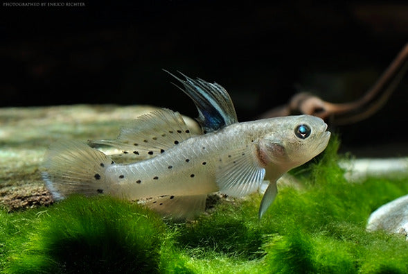 Knight Goby