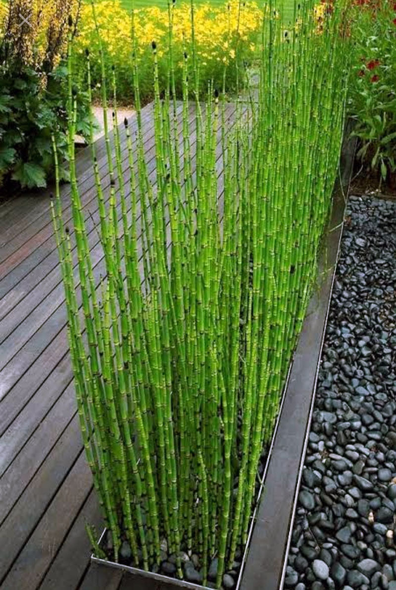 Water Bamboo