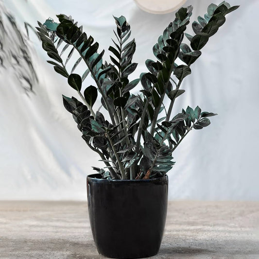 Zamia Black