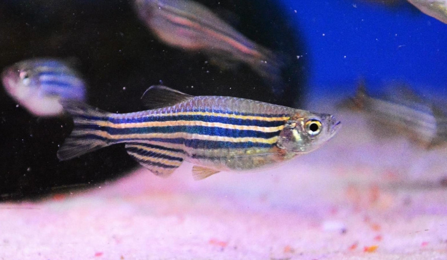 Zebra Danio