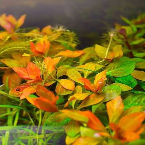 Ludwigia Atlantis 'Dark Orange'