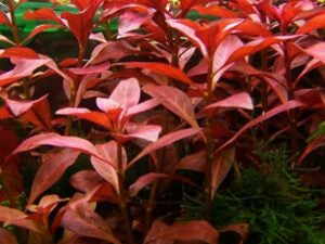 Ludwigia palustris 'Hi Red'