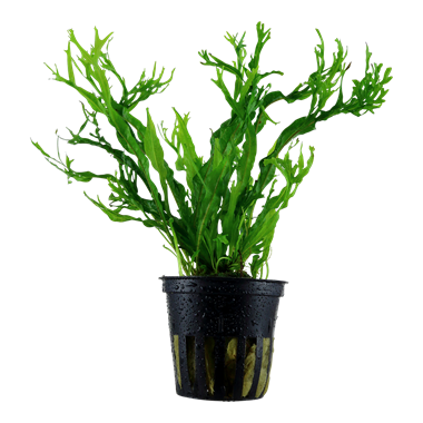 Java Fern 'Windeløv'