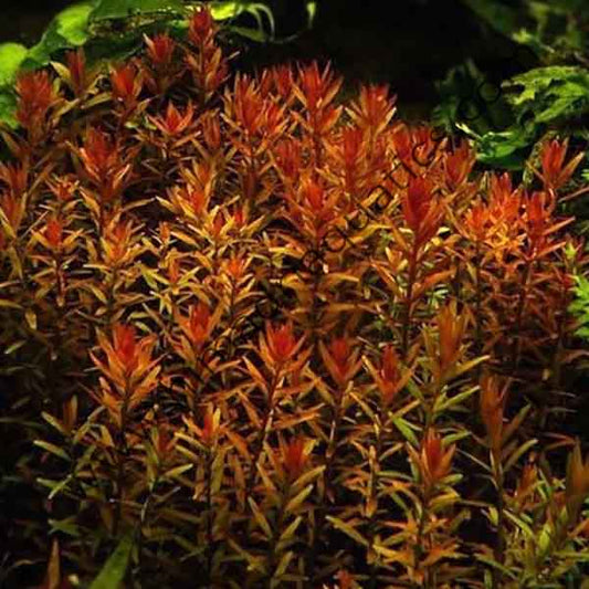 Rotala rotundifolia 'Hi Red'