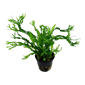 Java Fern 'Windeløv'