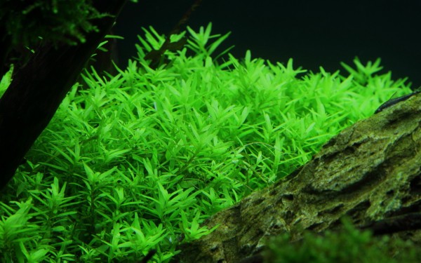 Rotala rotundifolia 'Green'