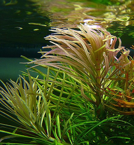 Pogostemon stellatus – BlackWater Aquatics