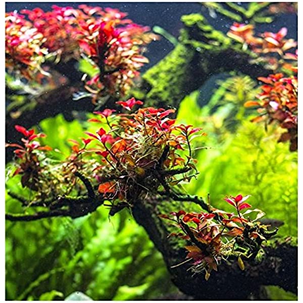 Ludwigia sp 'Mini Super Red'