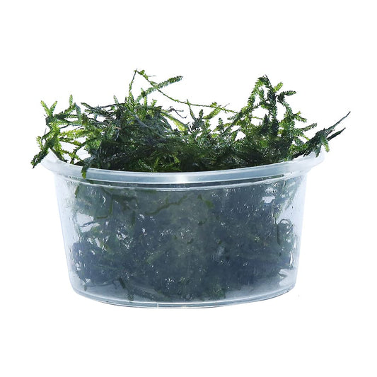 Java Moss