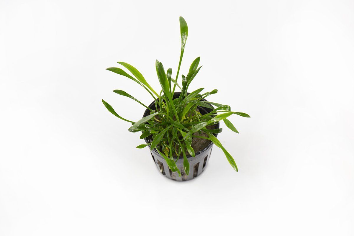 Cryptocoryne parva