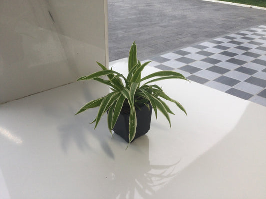 Spider plant