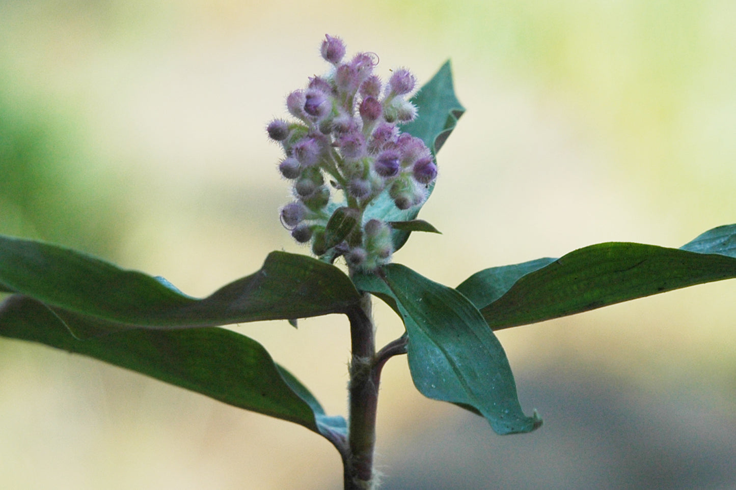 Floscopa scandens