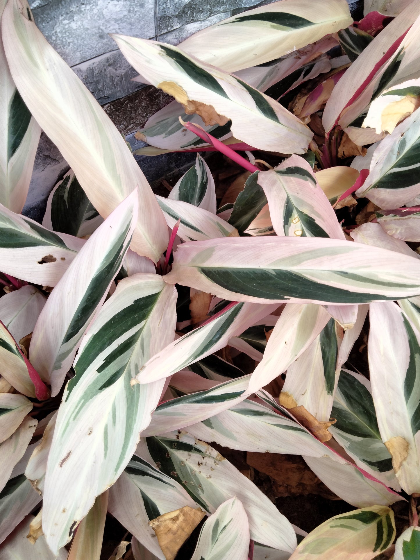 Calathea Triostar