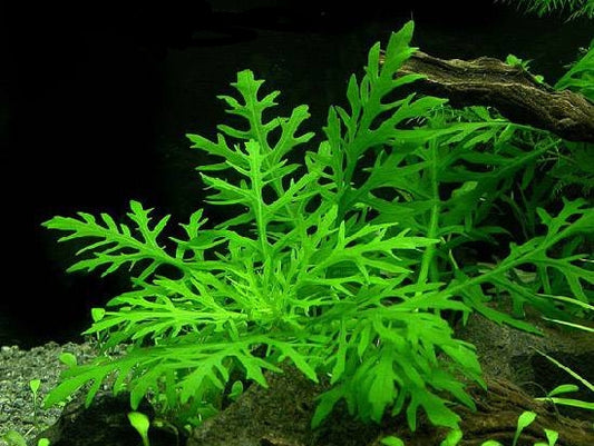 Hygrophila difformis