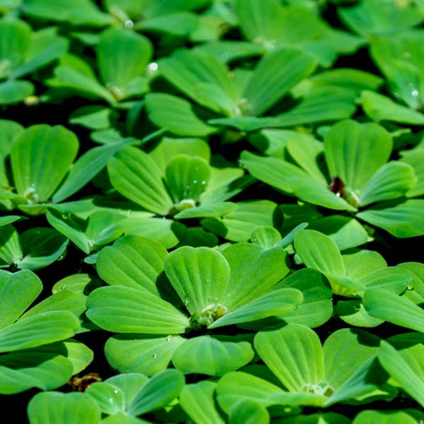 Pistia stratiotes