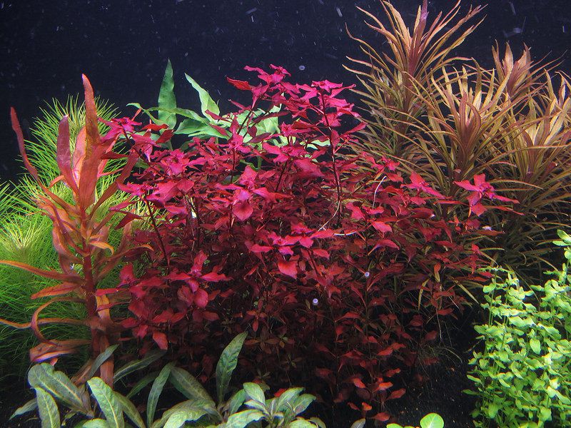 Ludwigia sp 'Mini Super Red'