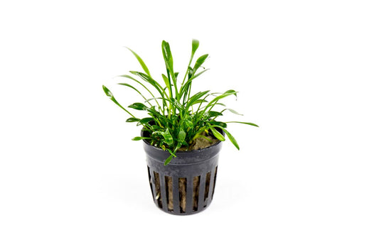 Cryptocoryne parva
