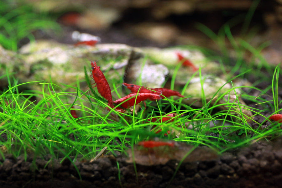 Dwarf Hairgrass