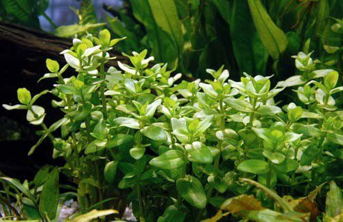 Bacopa Caroliniana