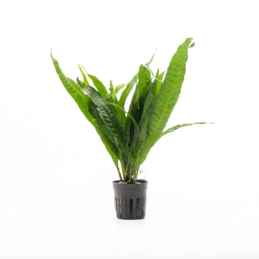 Java Fern 'Philippines'