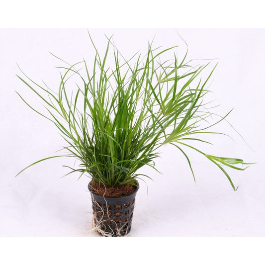 Juncus repens