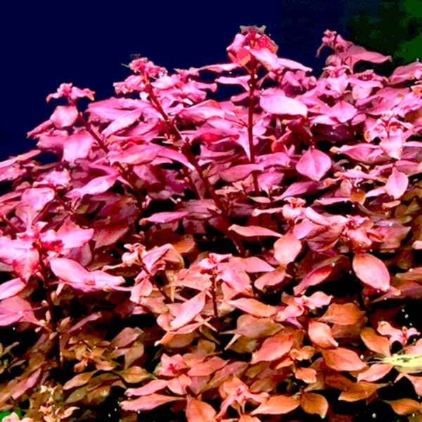 Ludwigia sp 'Mini Super Red'