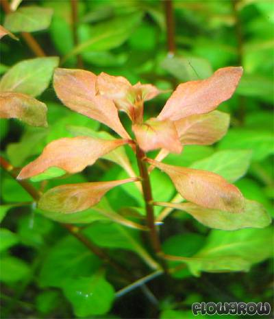 Ludwigia palustris 'Hi Red'