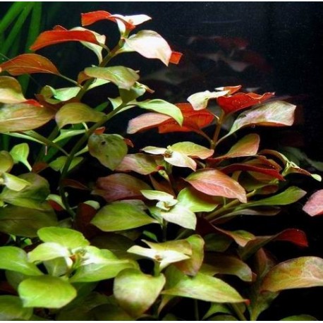 Ludwigia repens