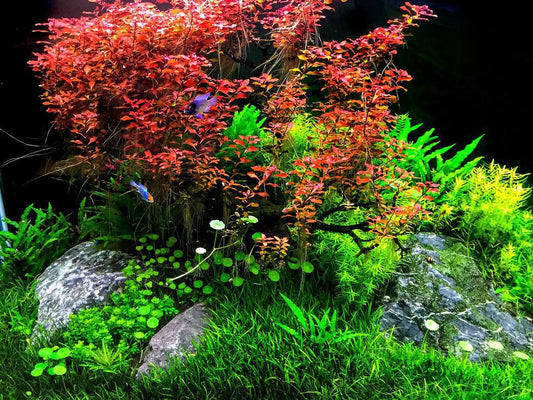 Ludwigia sp 'Mini Super Red'